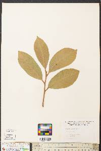 Prunus laurocerasus image