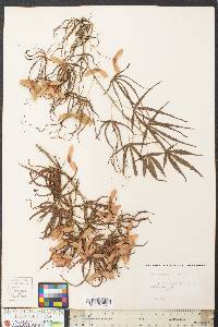 Acer palmatum image