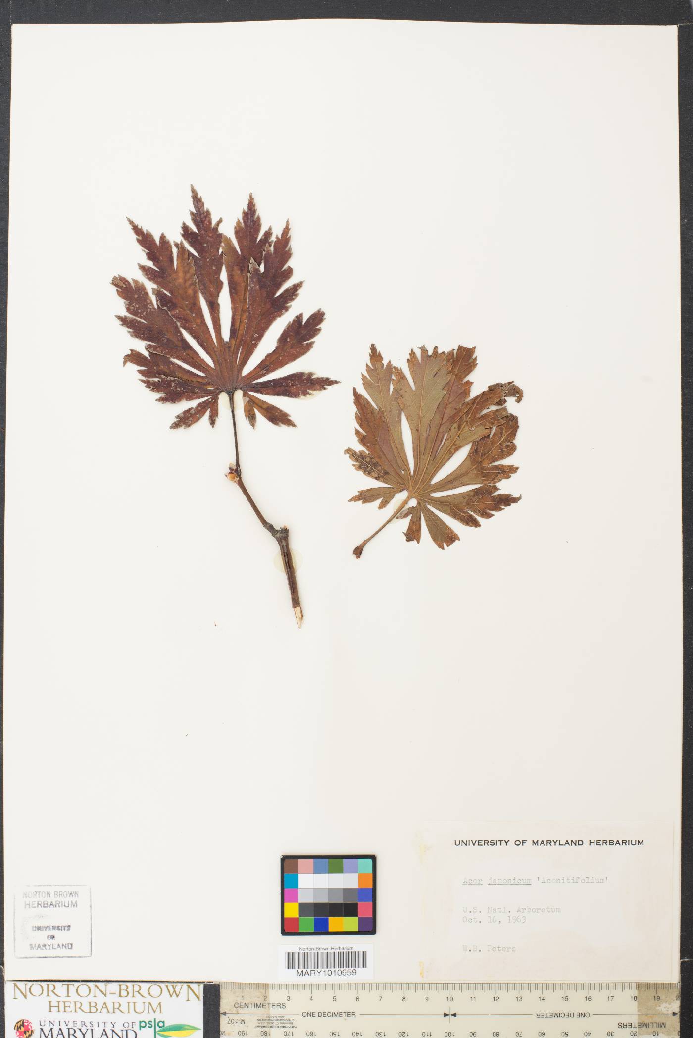 Acer japonicum image