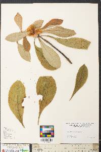 Franklinia alatamaha image