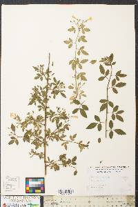 Jasminum floridum image