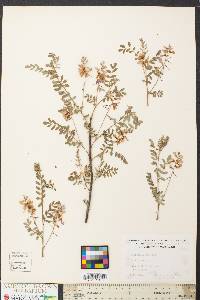 Indigofera kirilowii image