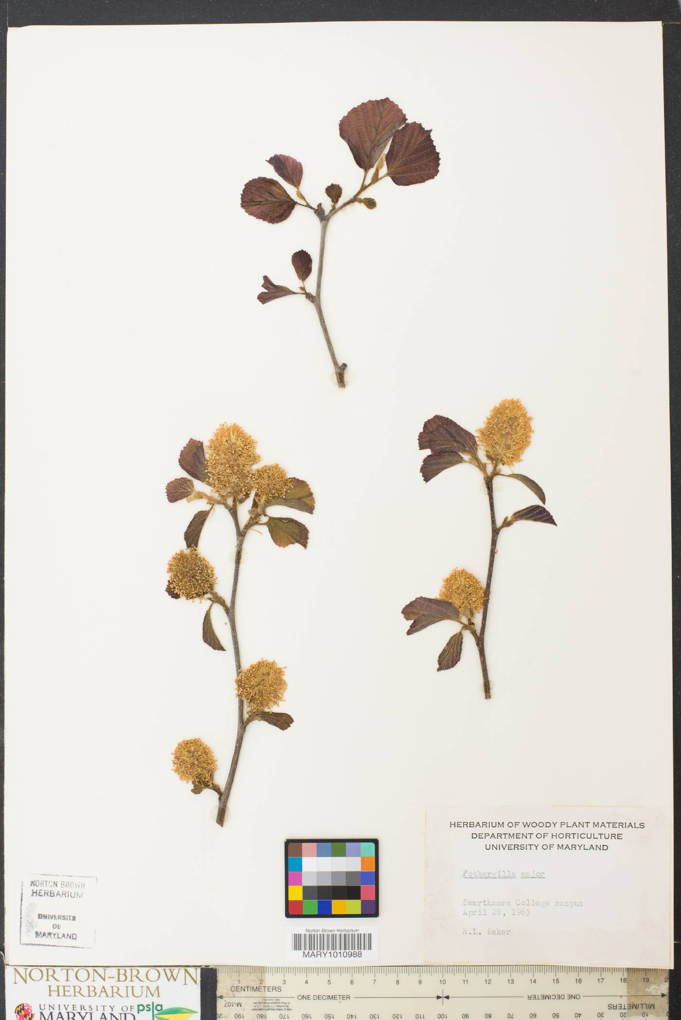 Fothergilla image
