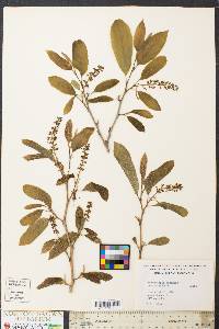 Fortunearia sinensis image