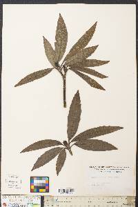 Aucuba japonica image