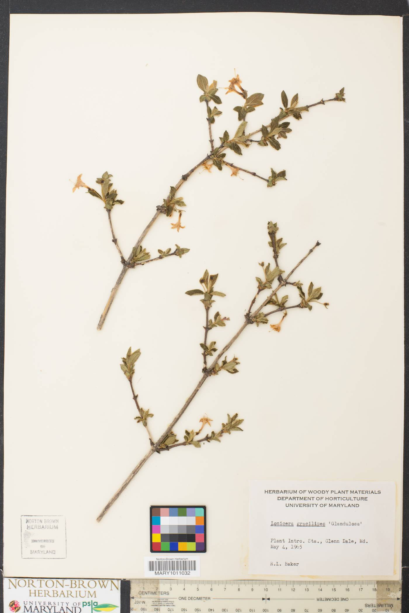 Lonicera gracilipes image