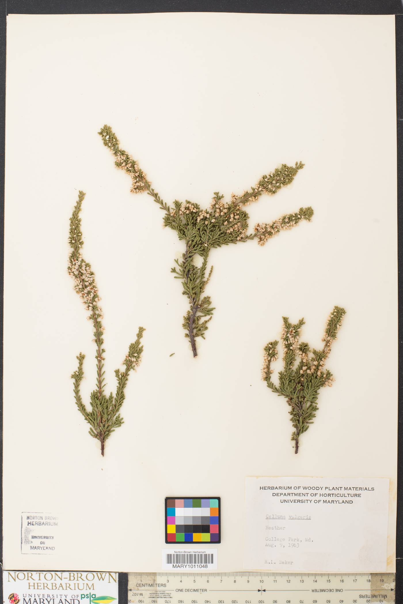 Calluna vulgaris image