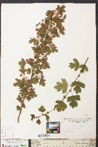 Crataegus monogyna image