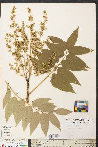 Ailanthus altissima image