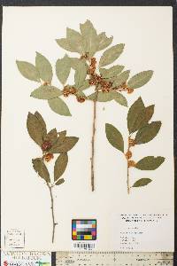 Ilex laevigata image