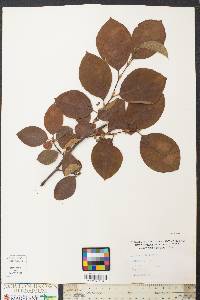 Chaenomeles sinensis image