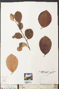 Chaenomeles sinensis image
