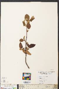 Chaenomeles sinensis image