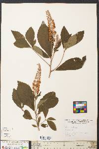 Clethra alnifolia image