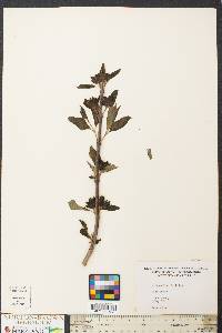 Calycanthus fertilis image