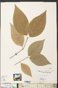 Chimonanthus praecox image