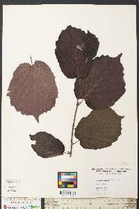 Corylus maxima image