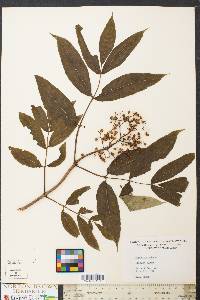 Sambucus racemosa subsp. racemosa image