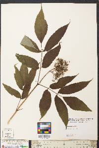 Sambucus racemosa subsp. racemosa image