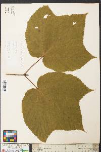 Acer pensylvanicum image