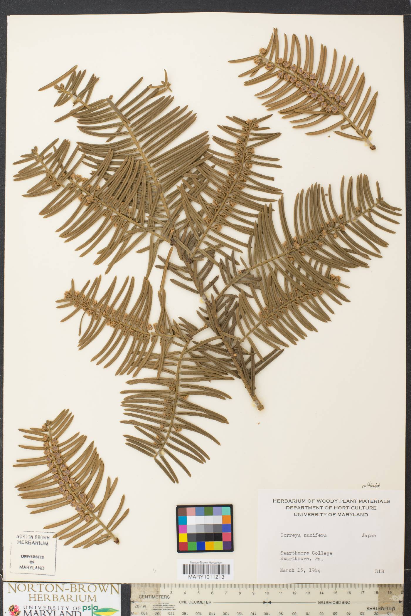Torreya nucifera image