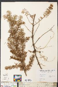 Taxus canadensis image