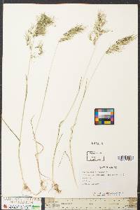 Poa bulbosa image