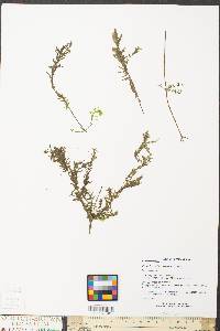 Hydrilla verticillata image