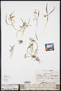 Claytonia caroliniana image