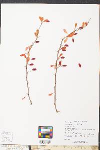 Berberis thunbergii image