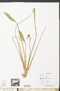 Sagittaria graminea image