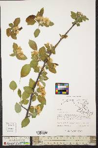 Pyrus coronaria image