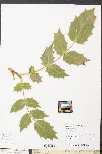 Mahonia bealei image