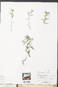 Houstonia longifolia image