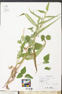 Amphicarpaea bracteata var. bracteata image