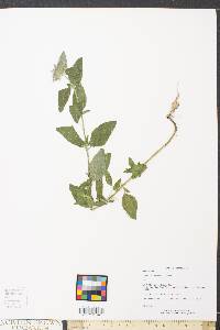 Clinopodium vulgare image