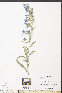 Echium vulgare image