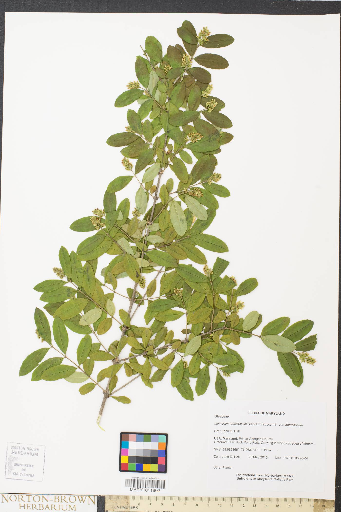 Ligustrum obtusifolium var. obtusifolium image