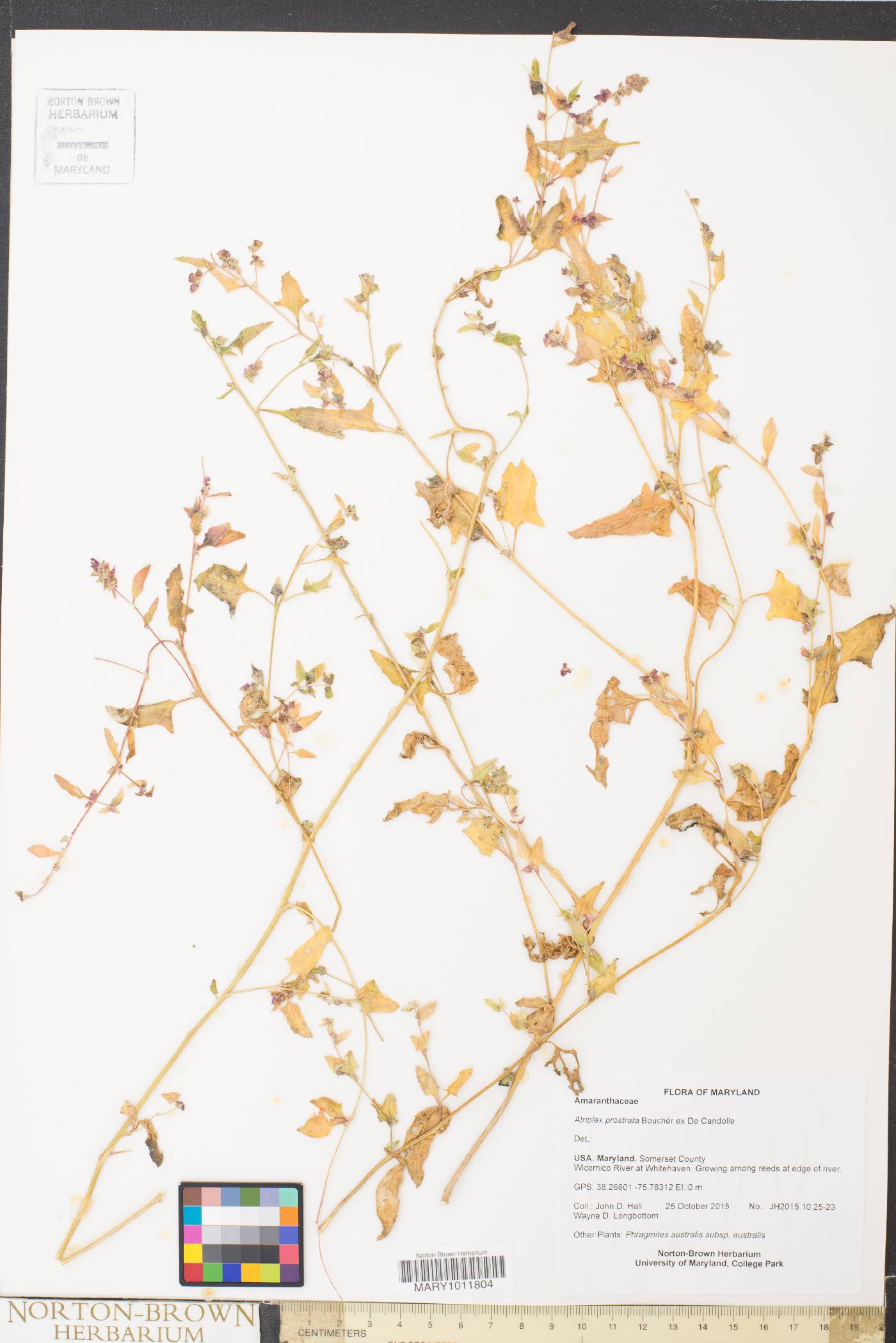 Atriplex prostrata image
