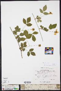 Rubus flagellaris image