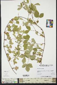 Rubus flagellaris image