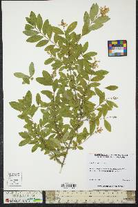 Ligustrum sinense image