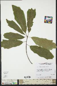 Quercus x filialis image