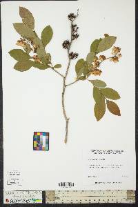 Lyonia mariana image