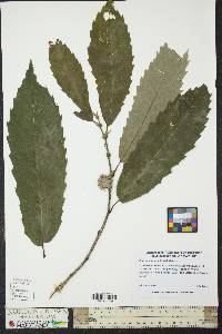 Castanea dentata image