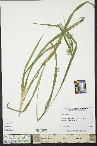 Carex folliculata image