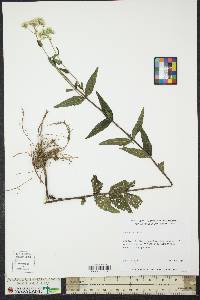 Eupatorium album image