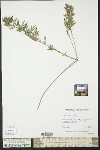 Lespedeza virginica image