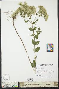 Eupatorium pubescens image
