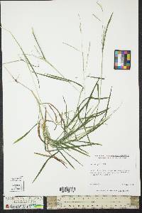 Leersia virginica image